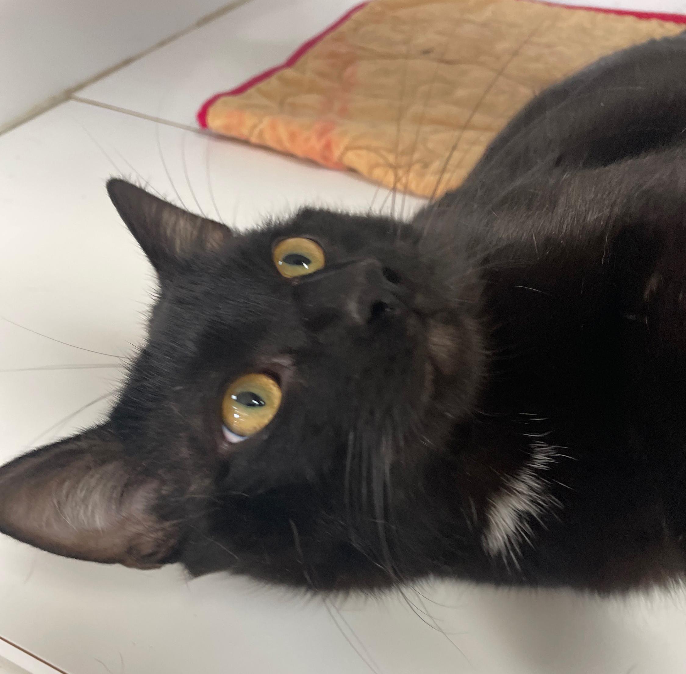 Enlarge Pawcasso, a Adoptable Domestic Short Hair in Neillsville, WI image 3/4