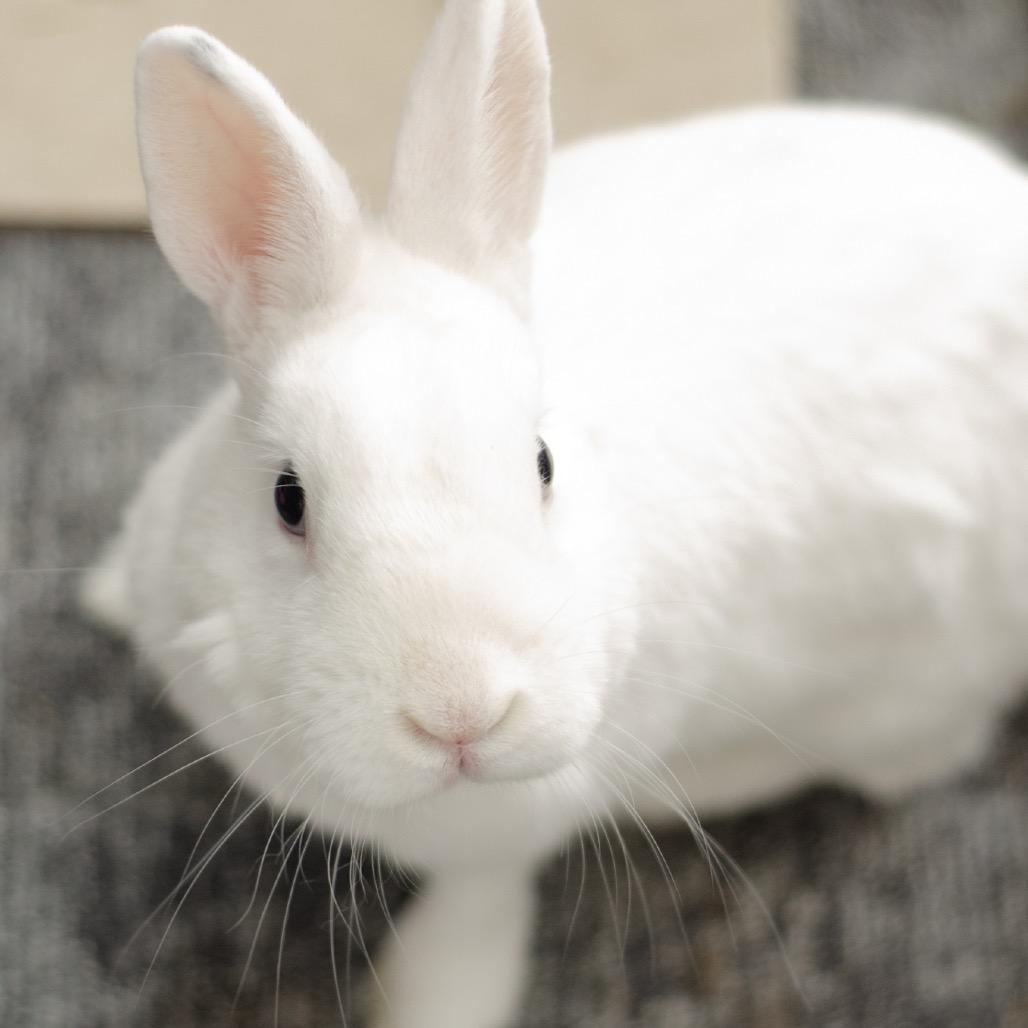 Polar Bear, Adoptable, Adult Male Polish.