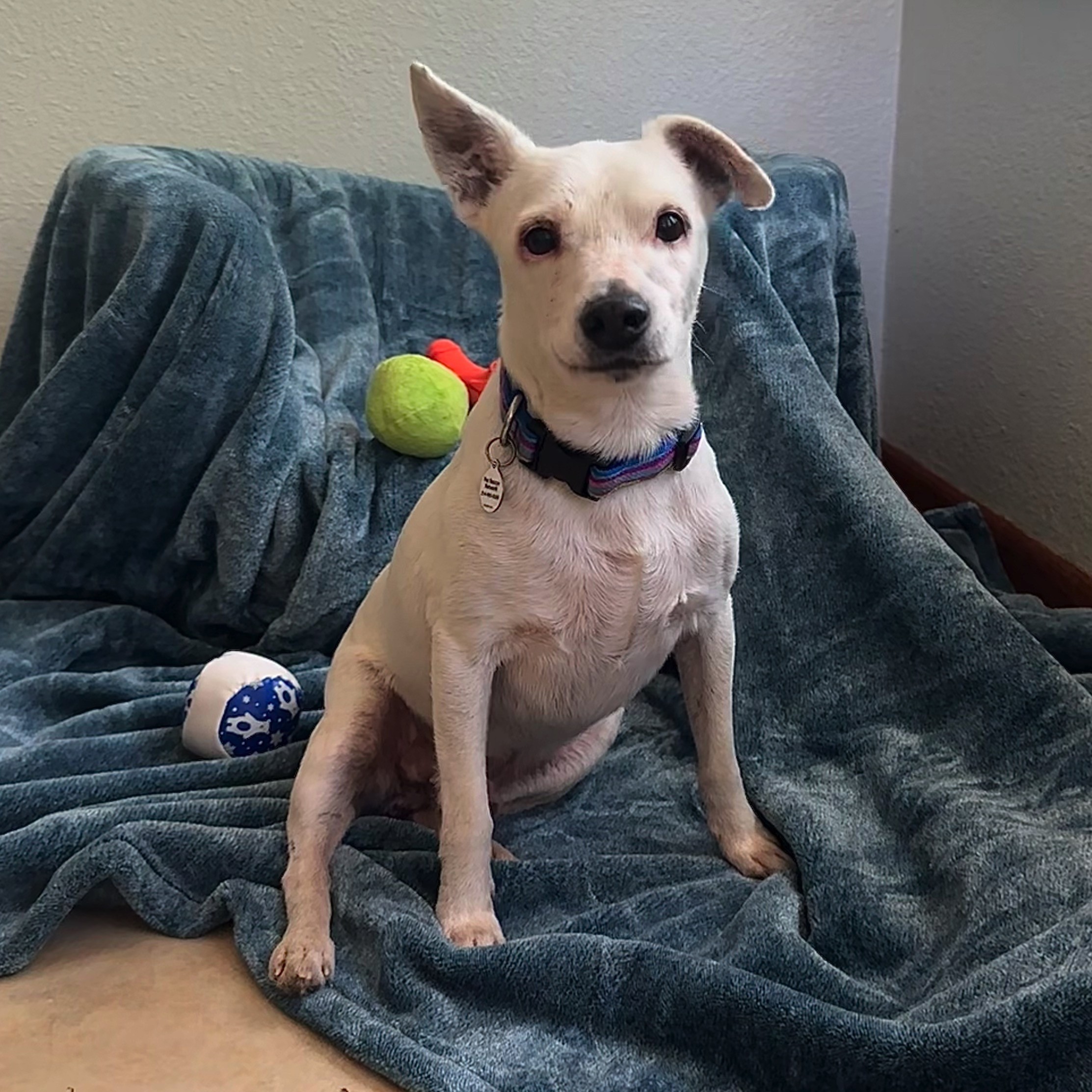 Columbo, a Adoptable mixed breed in High Ridge, MO image 1/4