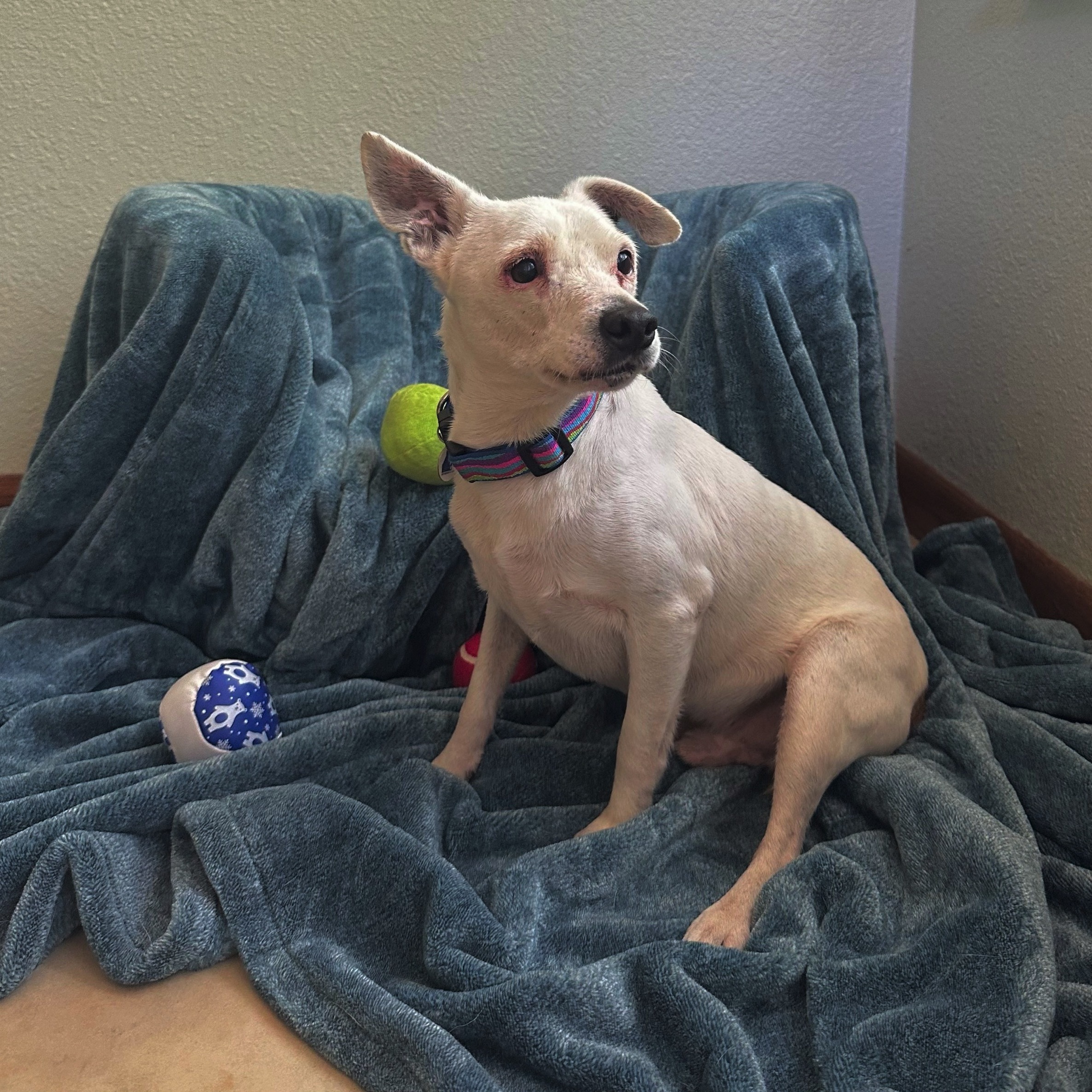 Columbo, a Adoptable mixed breed in High Ridge, MO image 2/4
