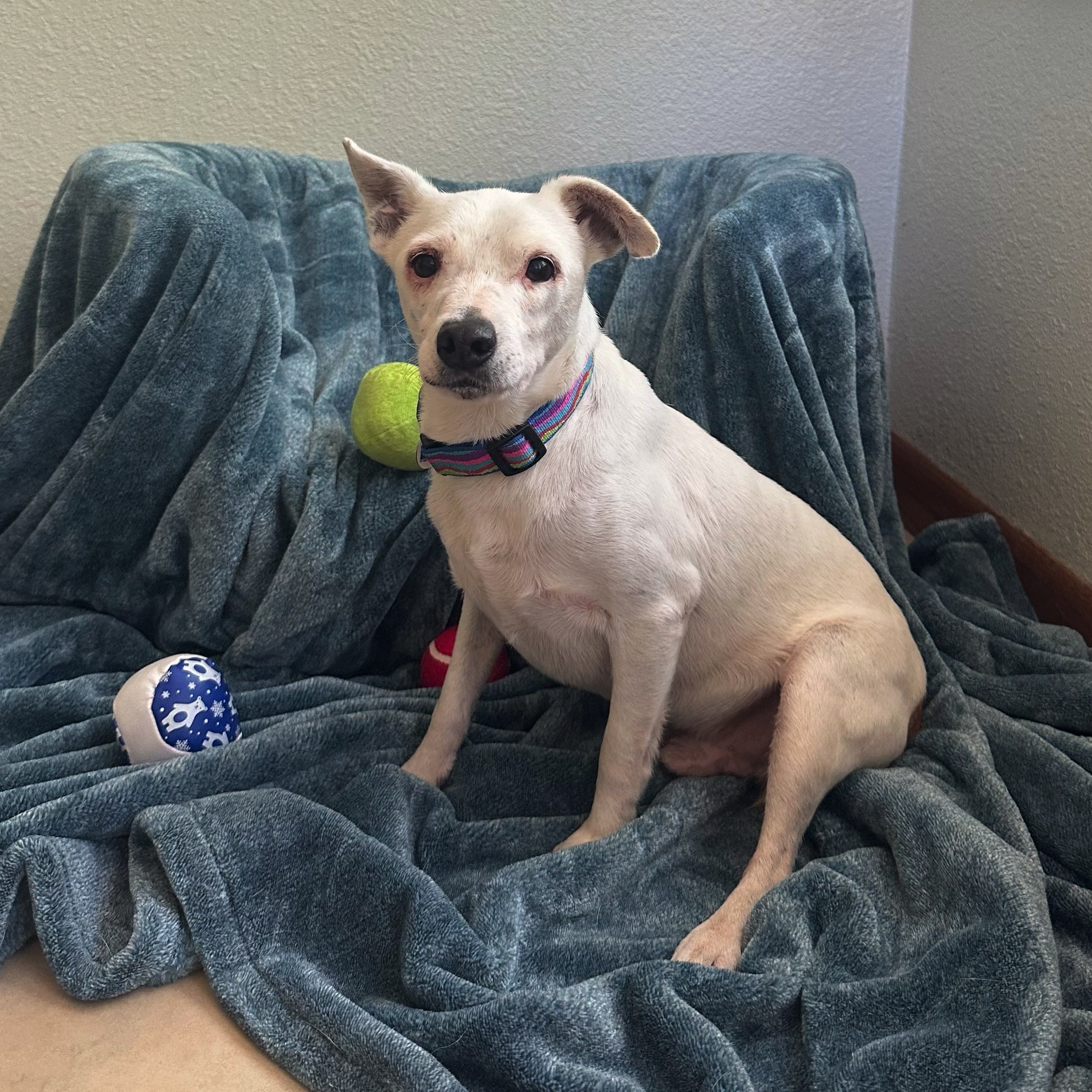 Columbo, a Adoptable mixed breed in High Ridge, MO image 3/4