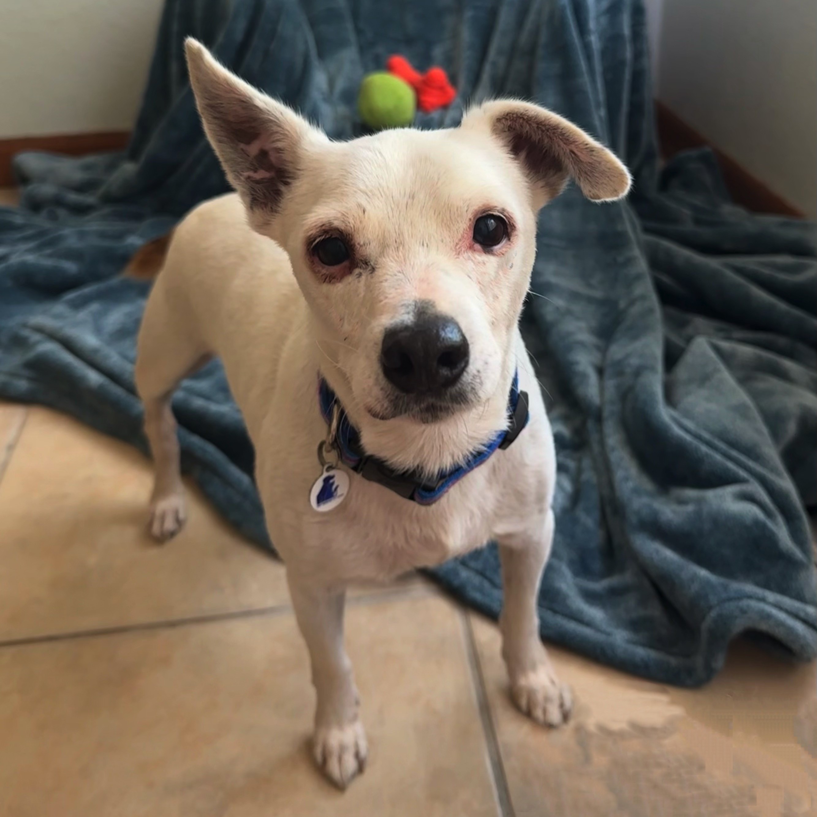 Columbo, a Adoptable mixed breed in High Ridge, MO image 4/4