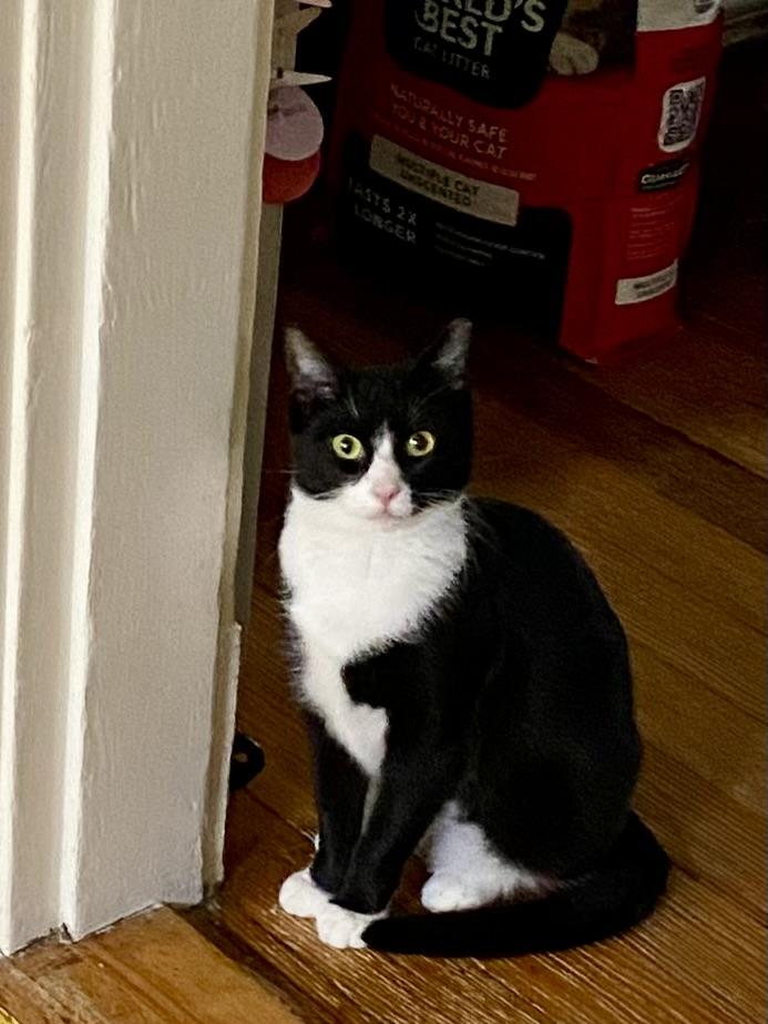 Enlarge Ruby, a Adoptable American Shorthair in Medford, MA image 1/4