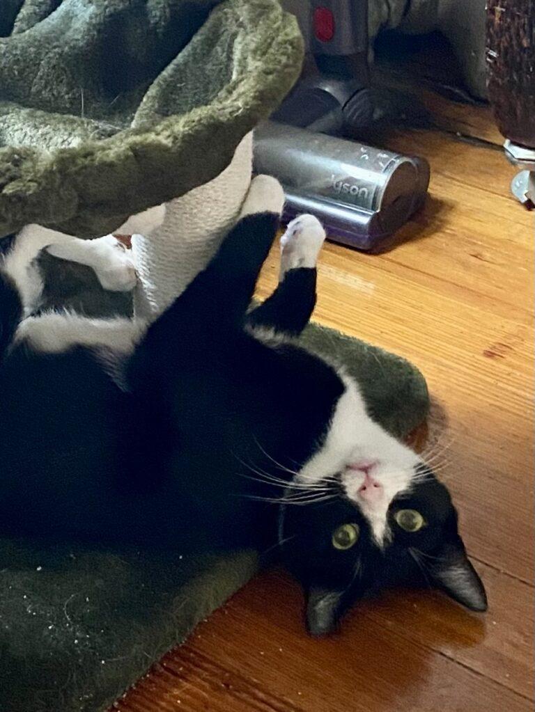 Enlarge Ruby, a Adoptable American Shorthair in Medford, MA image 4/4