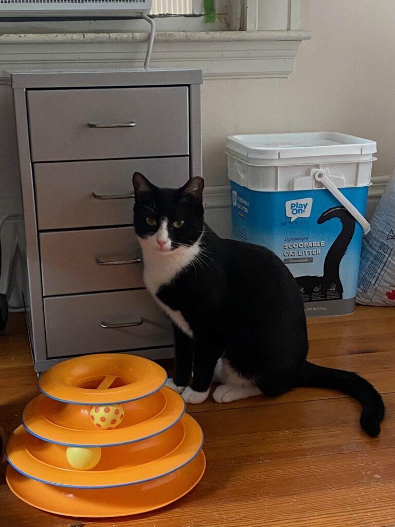 Enlarge Ruby, a Adoptable American Shorthair in Medford, MA image 3/4