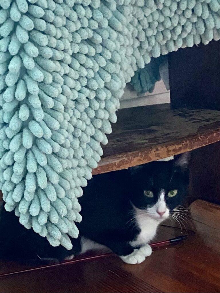 Enlarge Ruby, a Adoptable American Shorthair in Medford, MA image 2/4