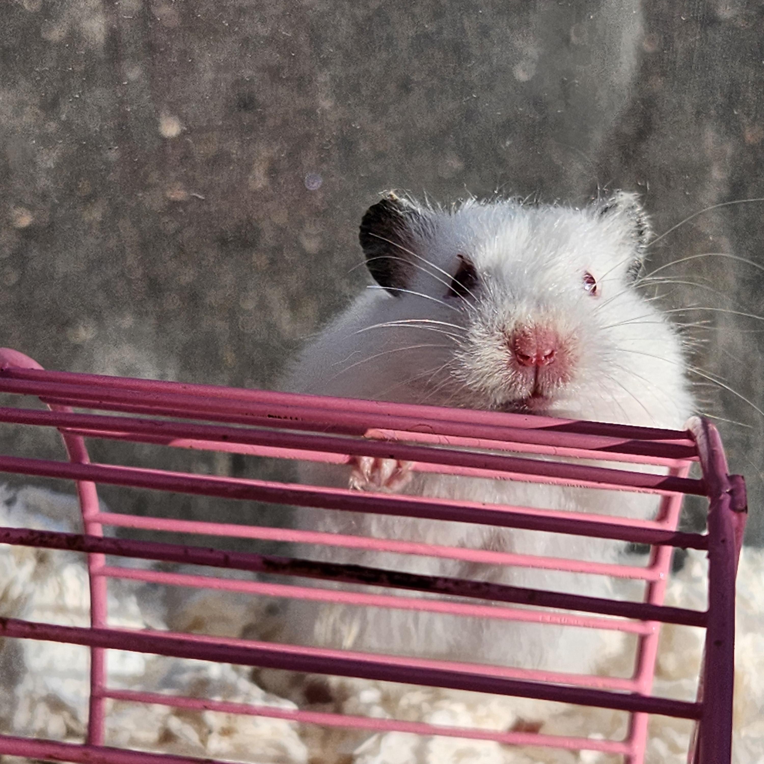 Sally, adopted, Baby Female Hamster & Dwarf Hamster.