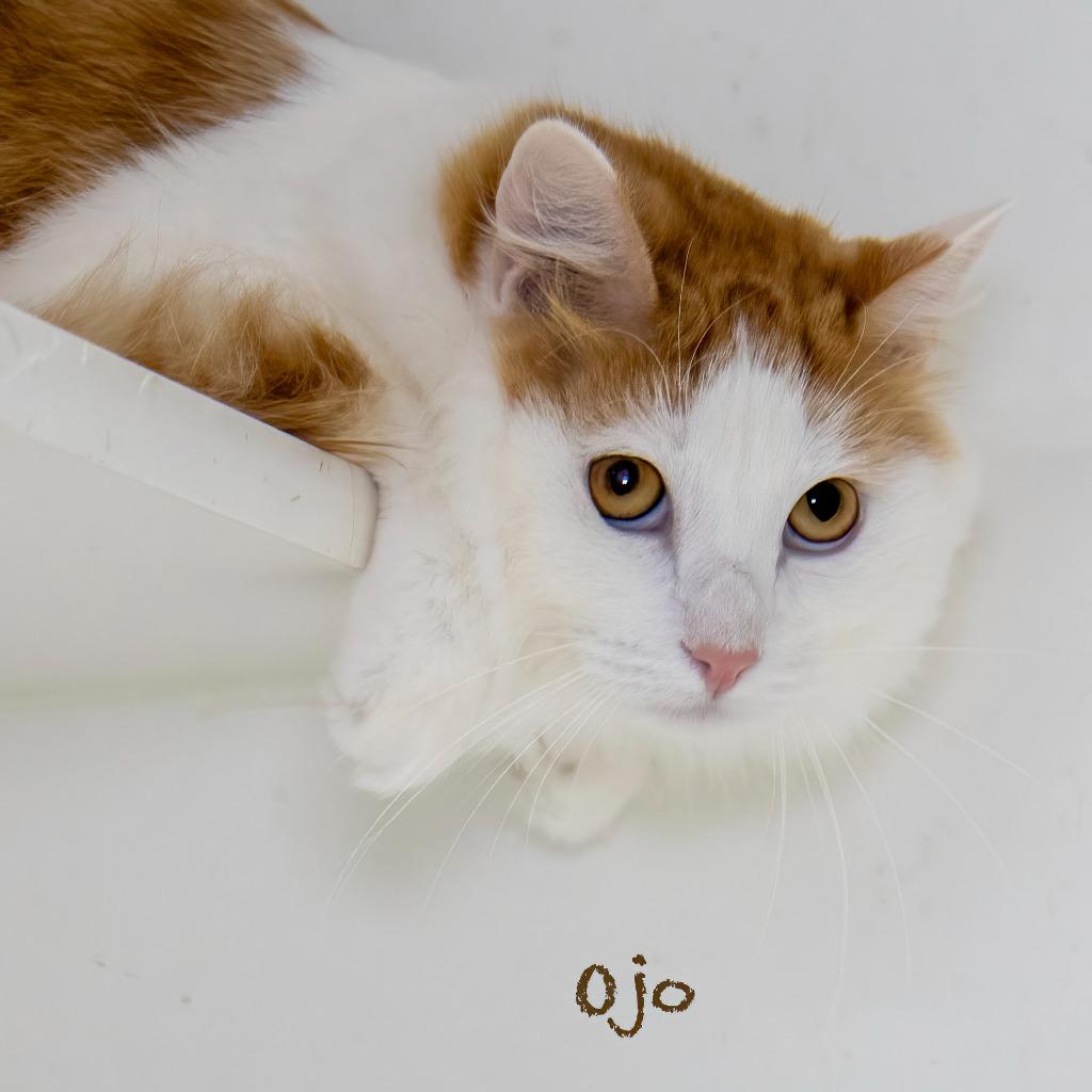 Ojo, Adoptable, Young Male Domestic Medium Hair.