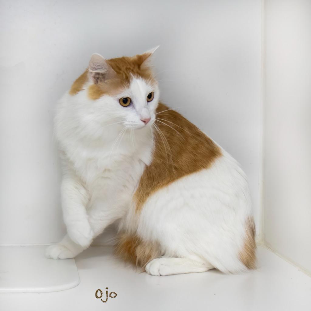 Ojo, Adoptable, Young Male Domestic Medium Hair.