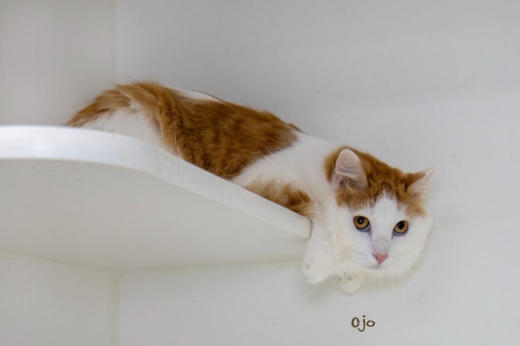 Enlarge Ojo, a Adoptable mixed breed in Hot Springs Village, AR image 2/6