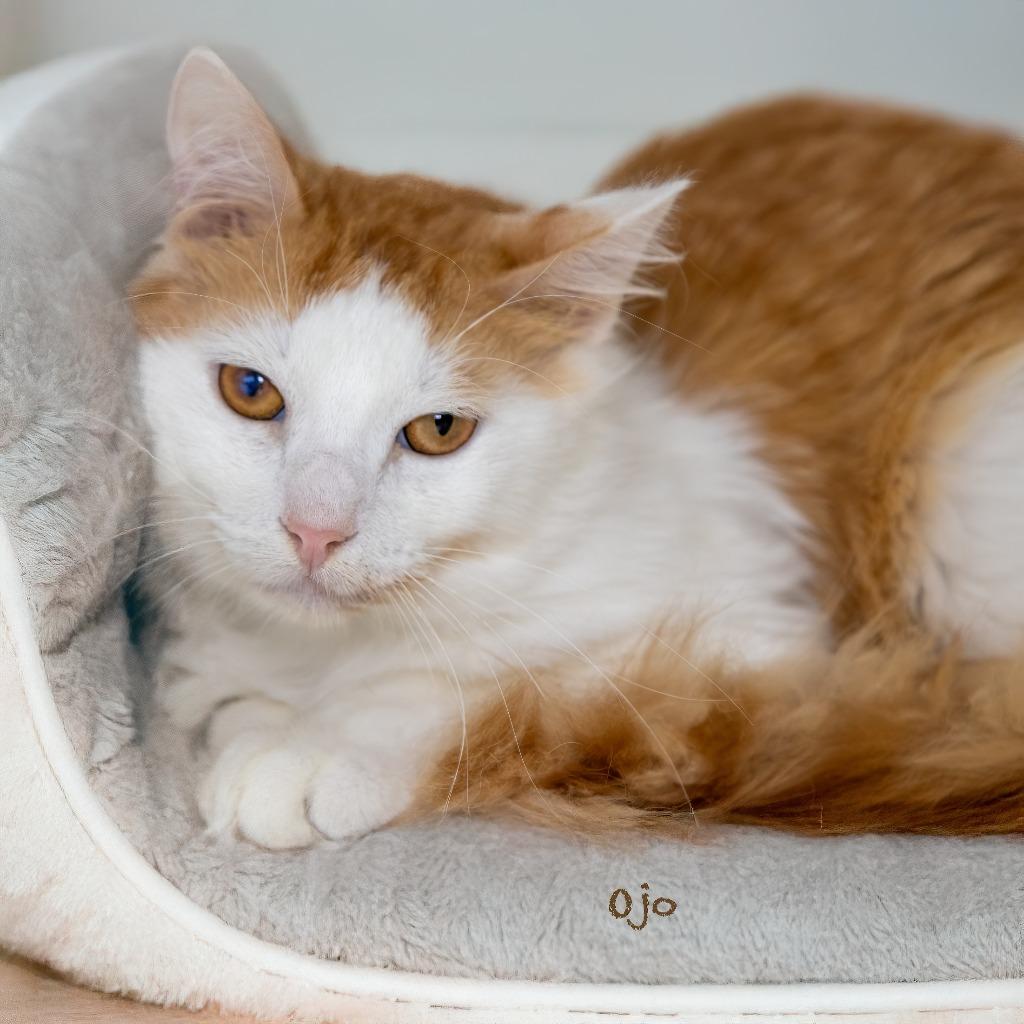 Ojo, Adoptable, Young Male Domestic Medium Hair.