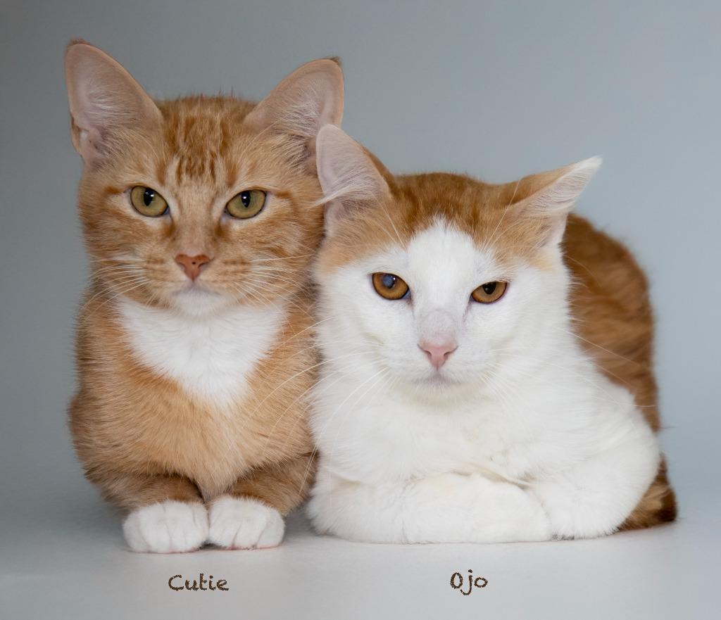 Enlarge Ojo, a Adoptable mixed breed in Hot Springs Village, AR image 4/6