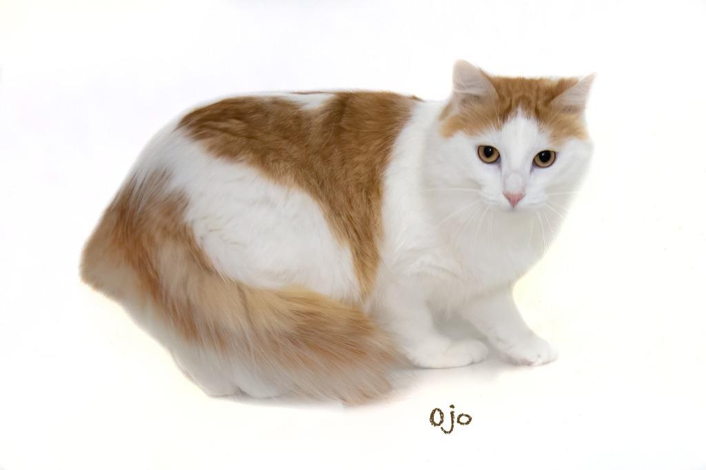 Ojo, a Adoptable mixed breed in Hot Springs Village, AR image 5/6