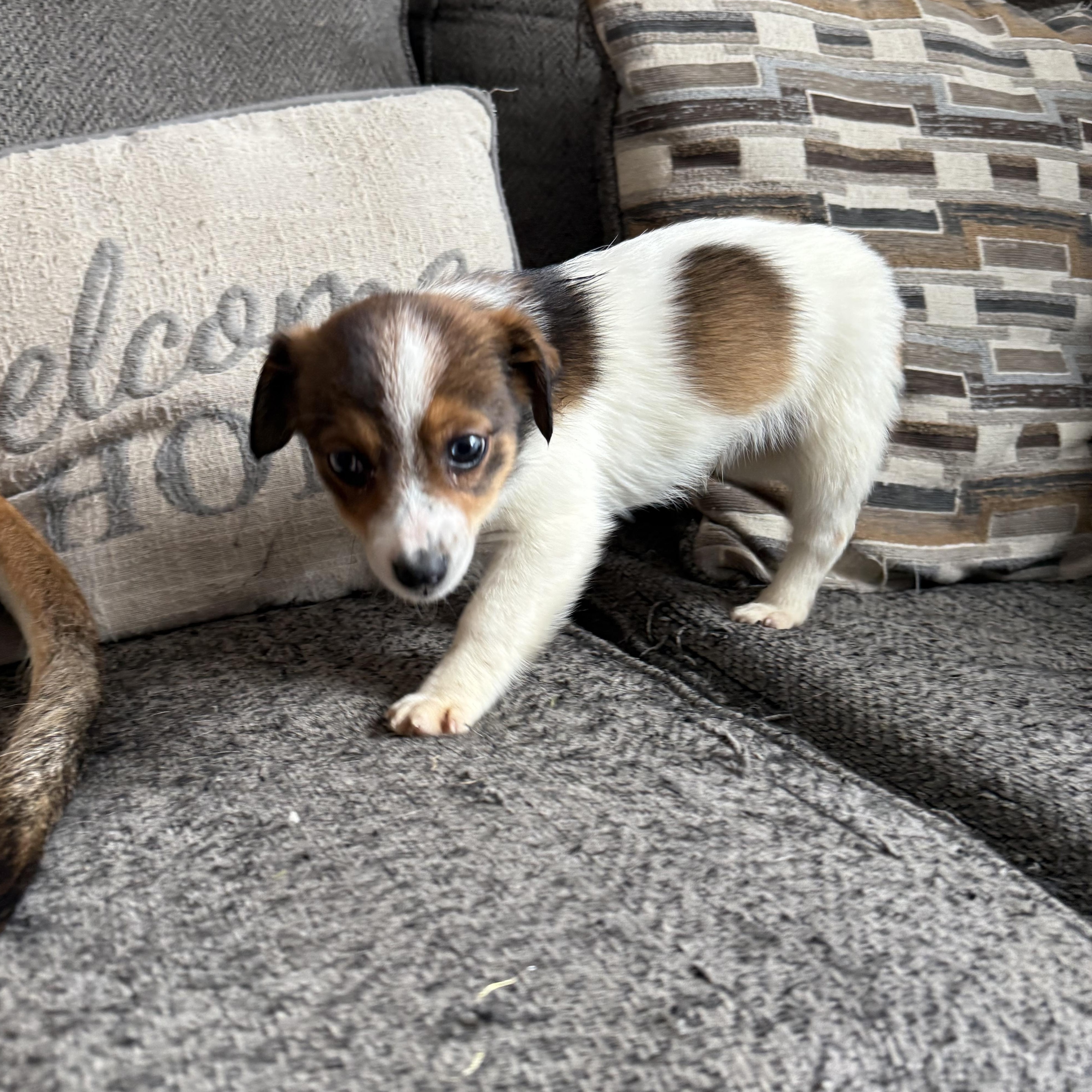 Enlarge Maple Syrup- Breakfast Litter, an adopted mixed breed in Columbus, OH image 5/5