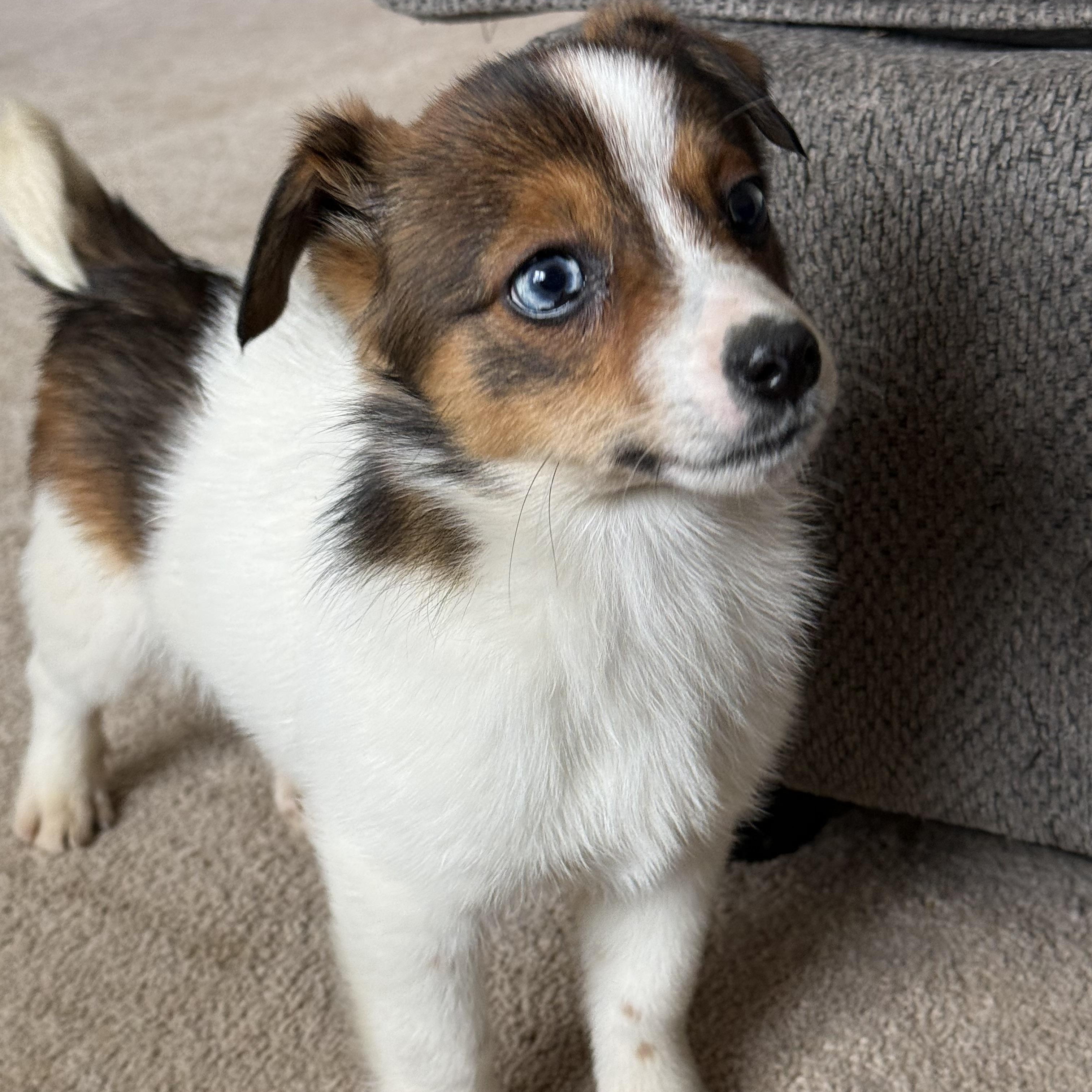 Maple Syrup- Breakfast Litter, adopted, Puppy Male Jack Russell Terrier.
