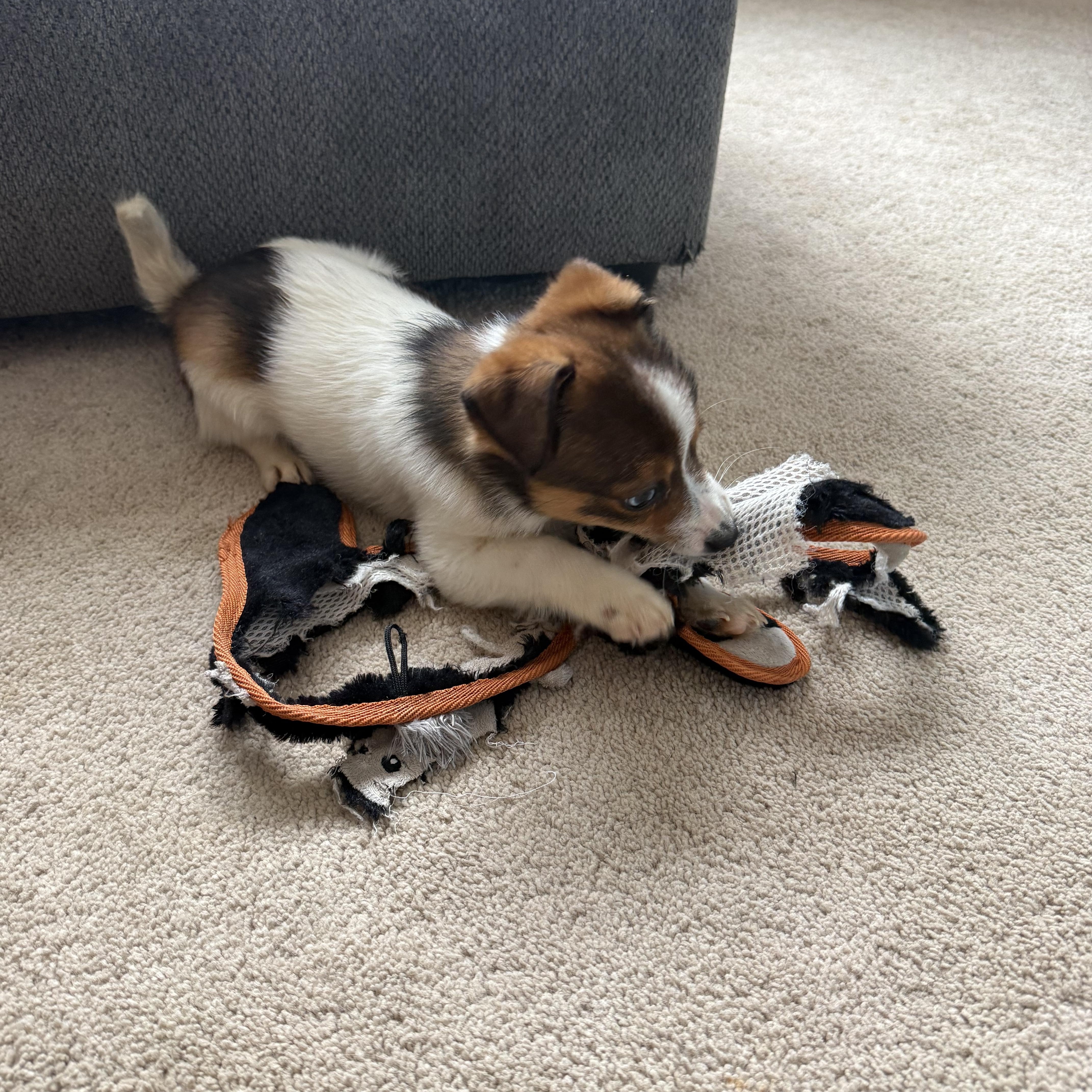 Enlarge Maple Syrup- Breakfast Litter, an adopted mixed breed in Columbus, OH image 3/5