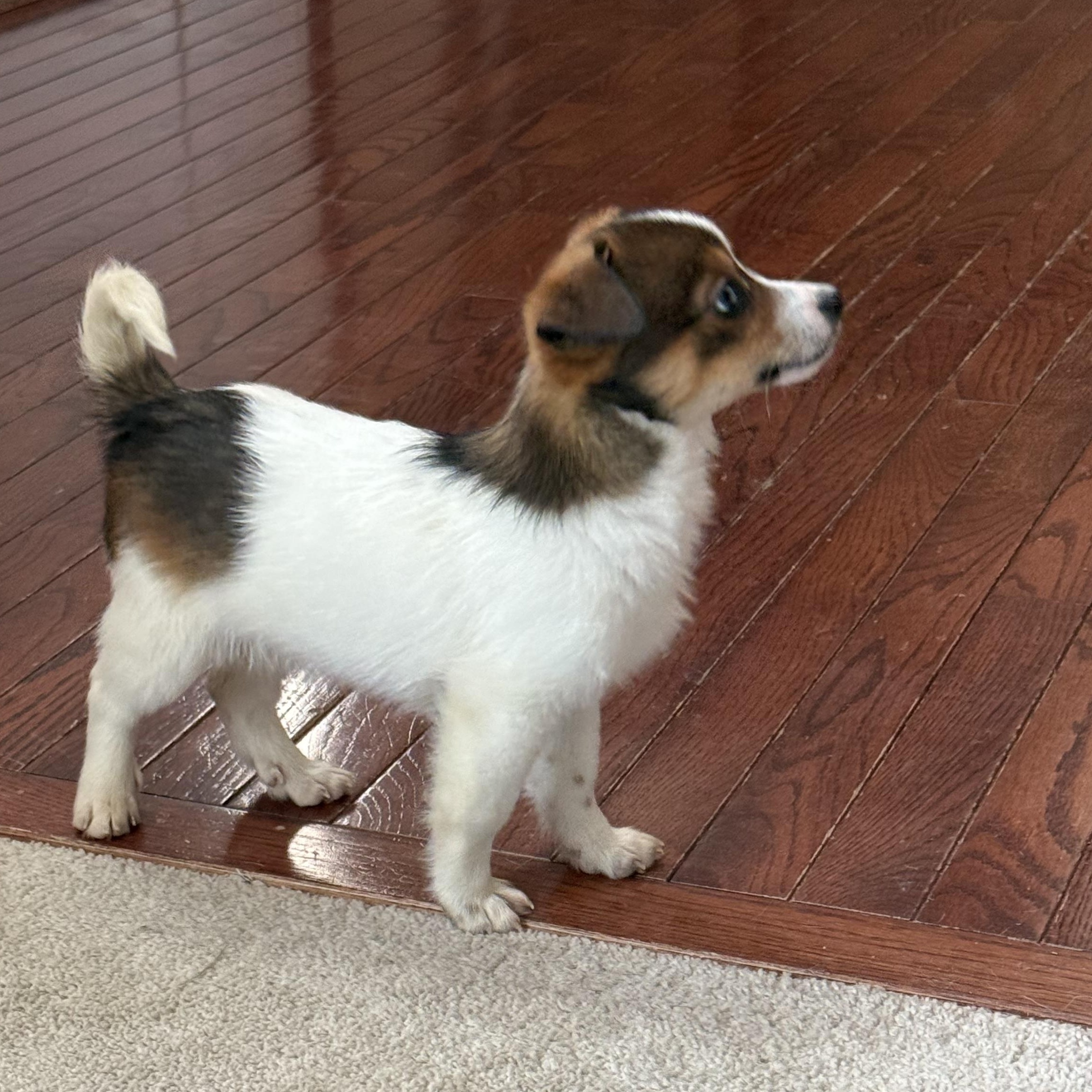 Enlarge Maple Syrup- Breakfast Litter, an adopted mixed breed in Columbus, OH image 4/5