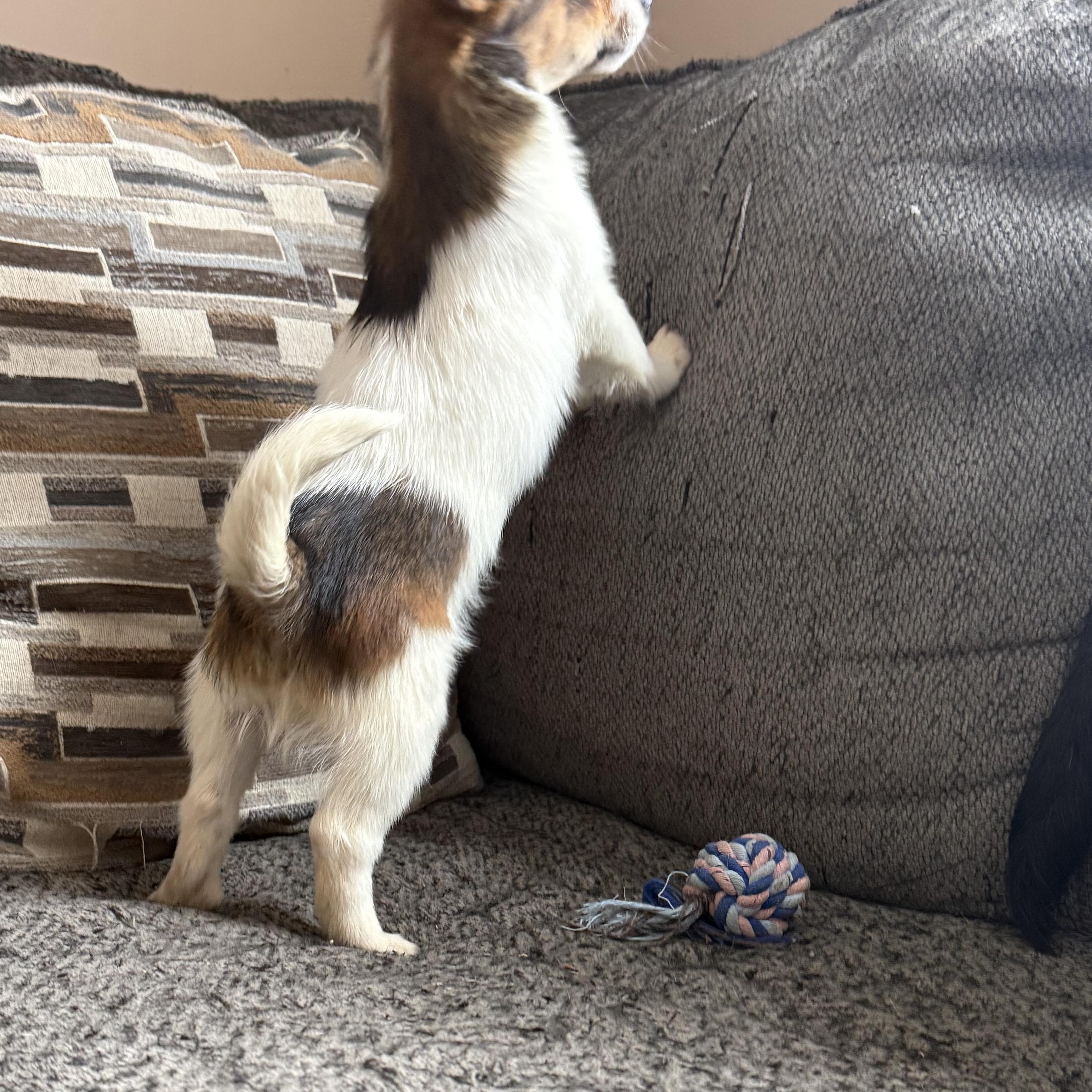 Enlarge Maple Syrup- Breakfast Litter, an adopted mixed breed in Columbus, OH image 2/5