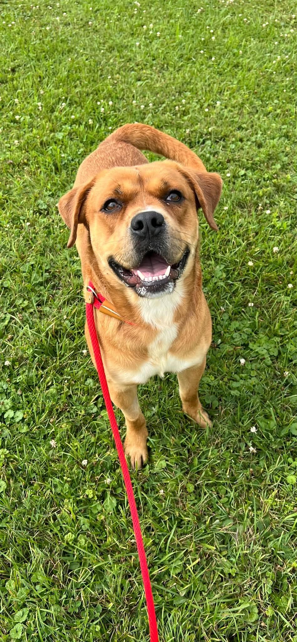 Pound Dog-Otis #190694-Courtesy Listing, Adoptable, Adult Male Boxer.