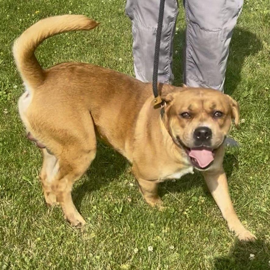 Enlarge Pound Dog-Otis #190694-Courtesy Listing, a Adoptable Boxer in Rootstown, OH image 2/3