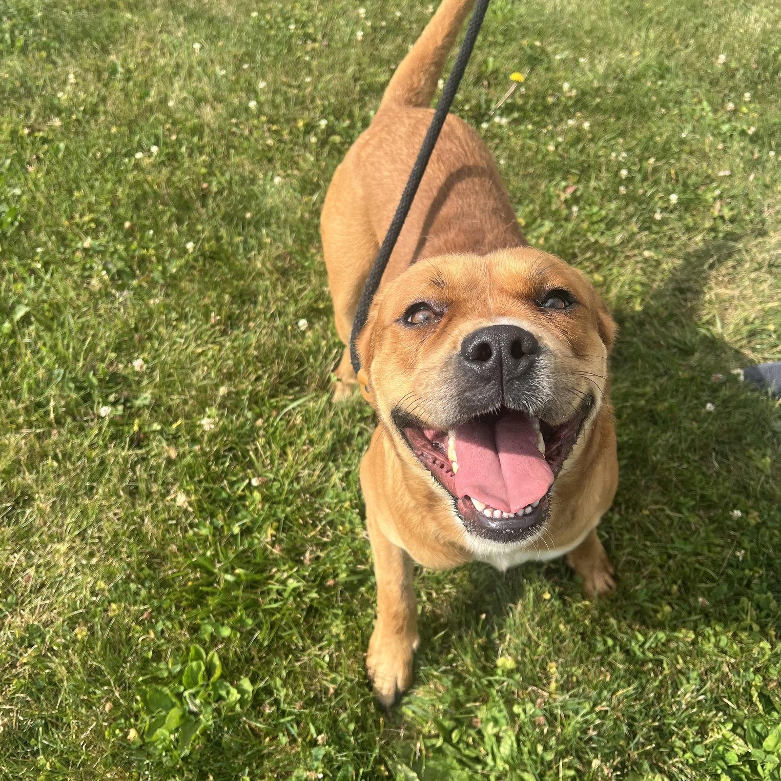 Enlarge Pound Dog-Otis #190694-Courtesy Listing, a Adoptable Boxer in Rootstown, OH image 3/3