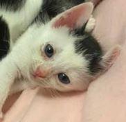 Homer, Adoptable, Kitten Male Domestic Short Hair.