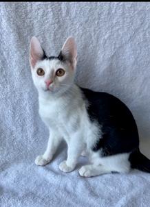Homer, Adoptable, Kitten Male Domestic Short Hair.