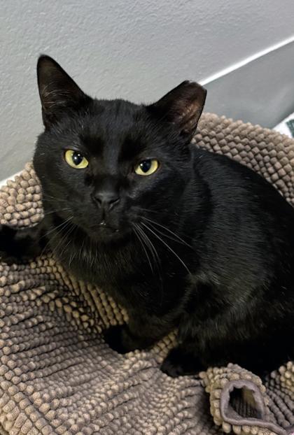 Ethan 680-26, Adoptable, Adult Male Domestic Short Hair & Domestic Short Hair.