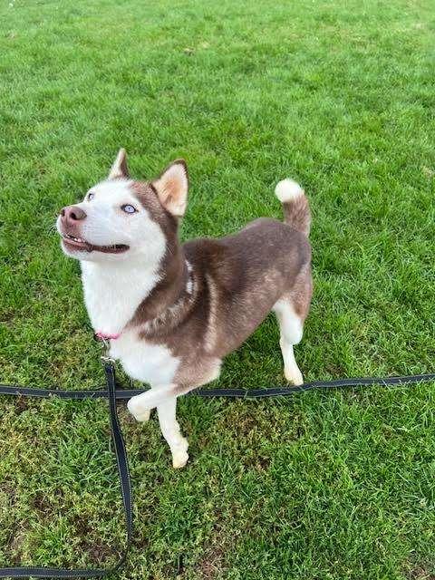 JANE, an adoptable Husky in Ironwood, MI, 49938 | Photo Image 2