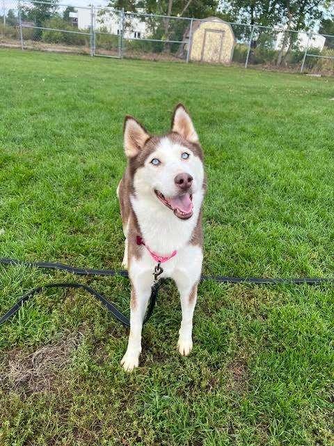 JANE, an adoptable Husky in Ironwood, MI, 49938 | Photo Image 1