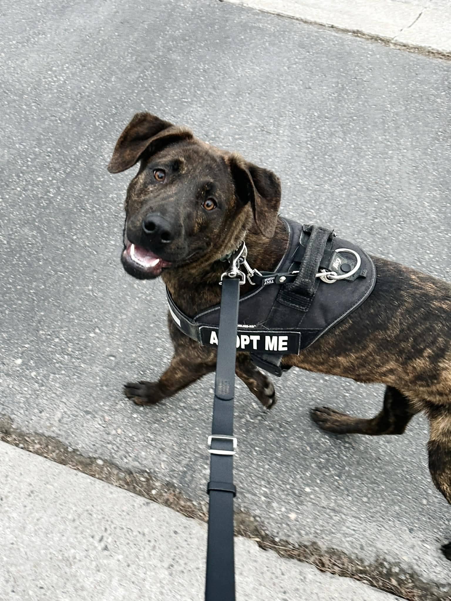 Ozzy, a ADOPTABLE mixed breed in London, ON image 4/5
