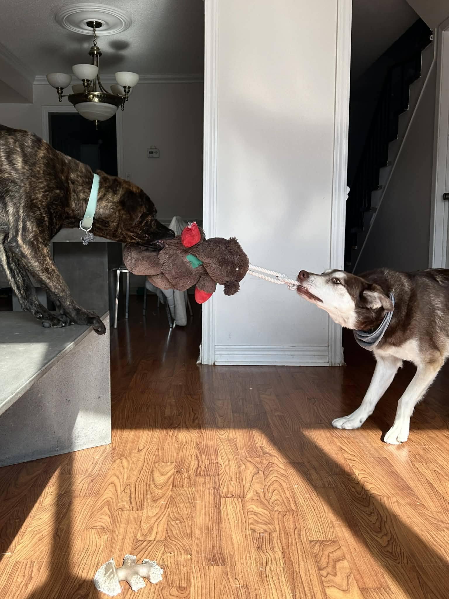 Ozzy, a ADOPTABLE mixed breed in London, ON image 2/5