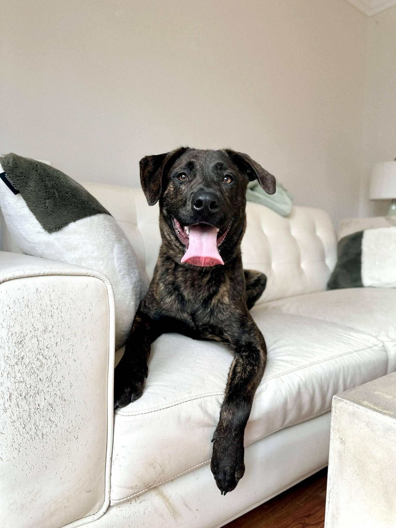 Ozzy, a ADOPTABLE mixed breed in London, ON image 3/5