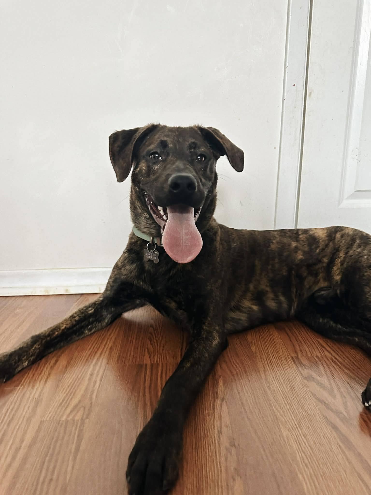 Ozzy, a ADOPTABLE mixed breed in London, ON image 5/5