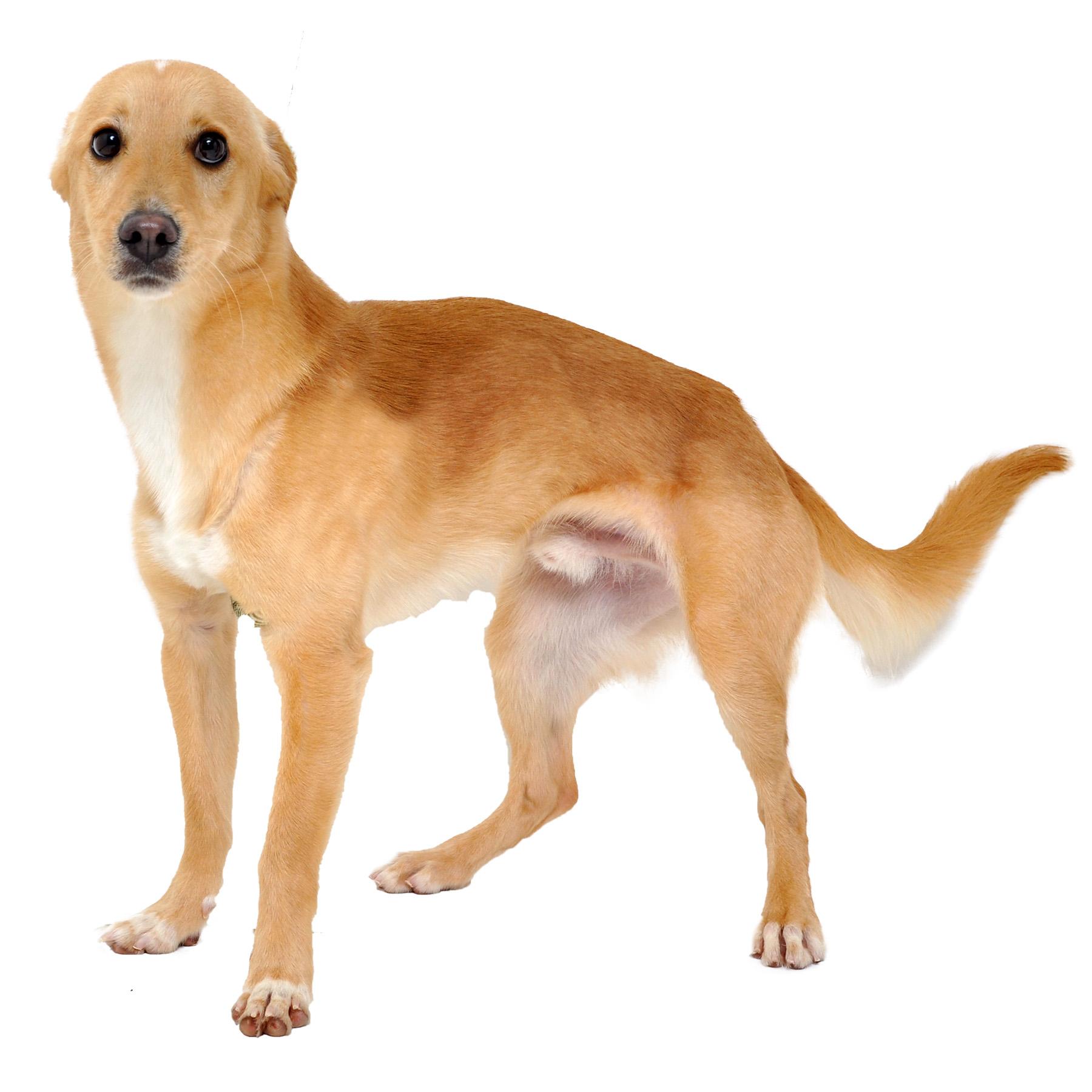 Enlarge Dobby, a Adoptable mixed breed in Friendsville, TN image 1/4