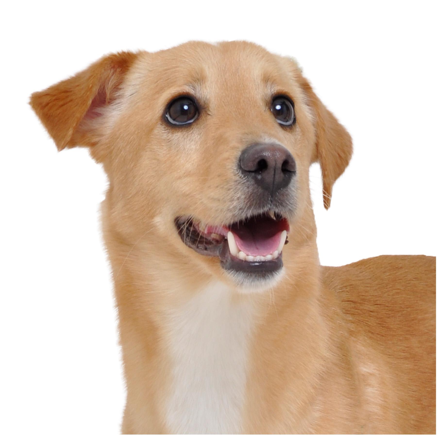 Enlarge Dobby, a Adoptable mixed breed in Friendsville, TN image 2/4