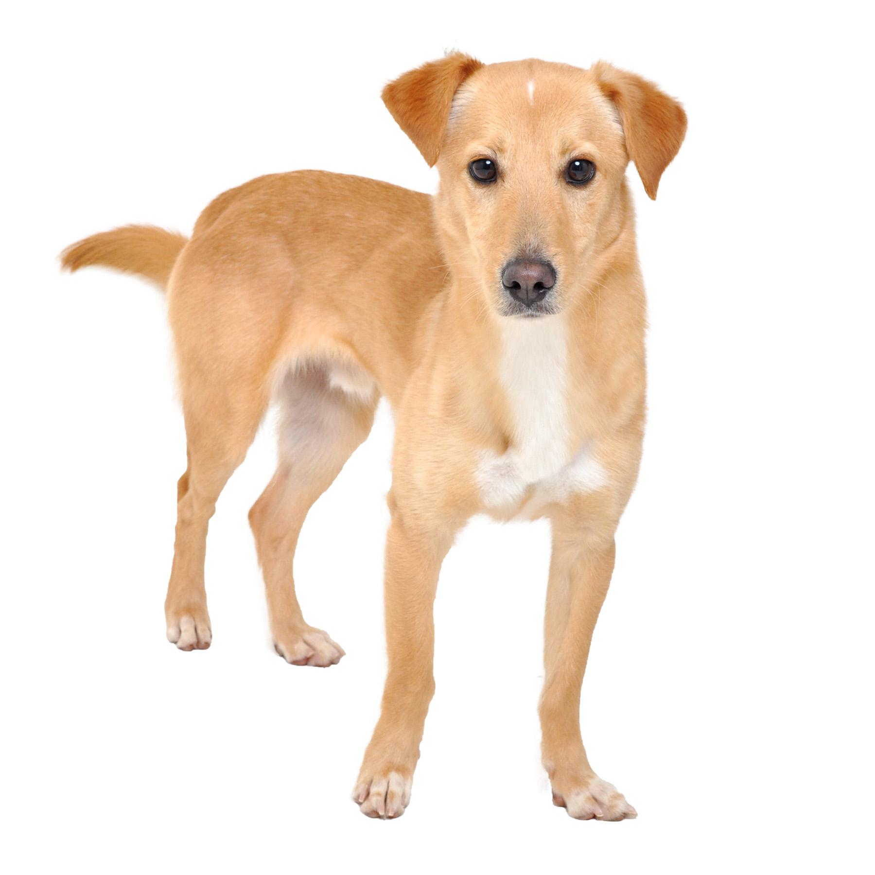 Enlarge Dobby, a Adoptable mixed breed in Friendsville, TN image 4/4