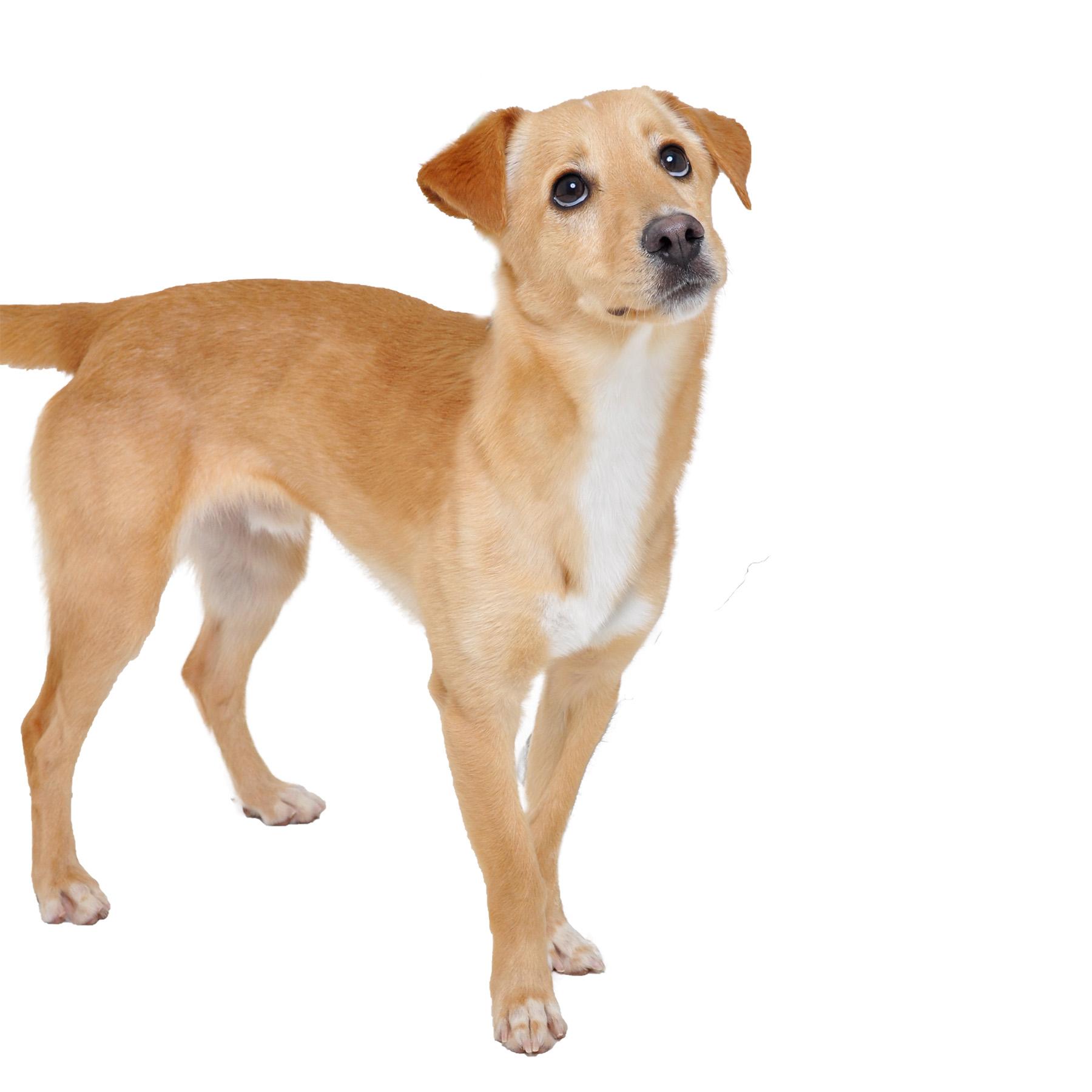 Enlarge Dobby, a Adoptable mixed breed in Friendsville, TN image 3/4