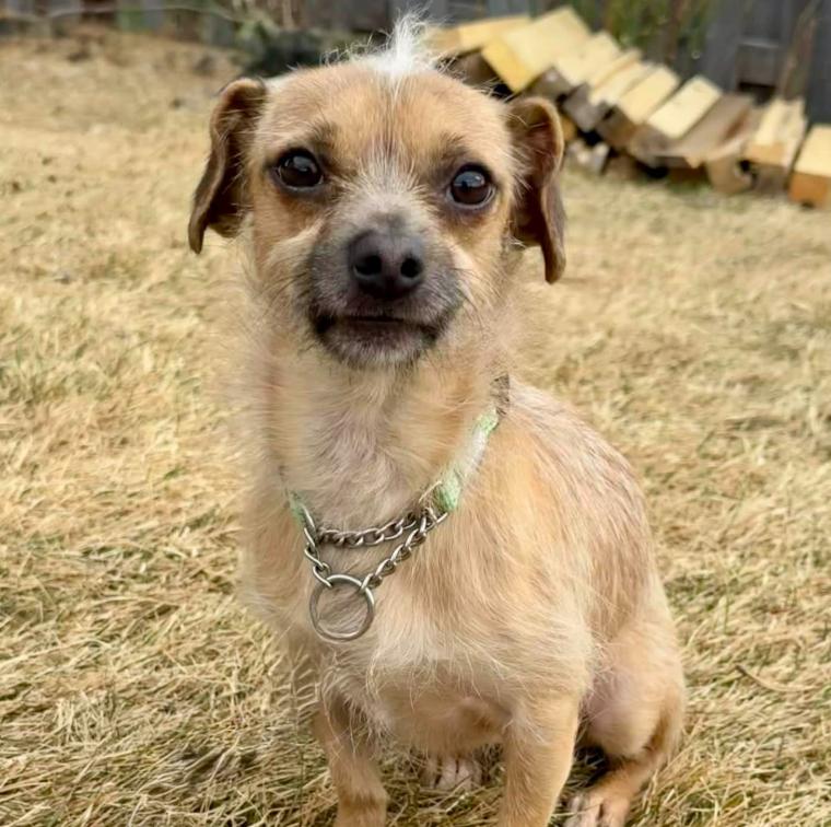 Artie, ADOPTABLE, Adult Male Border Terrier & Chihuahua.