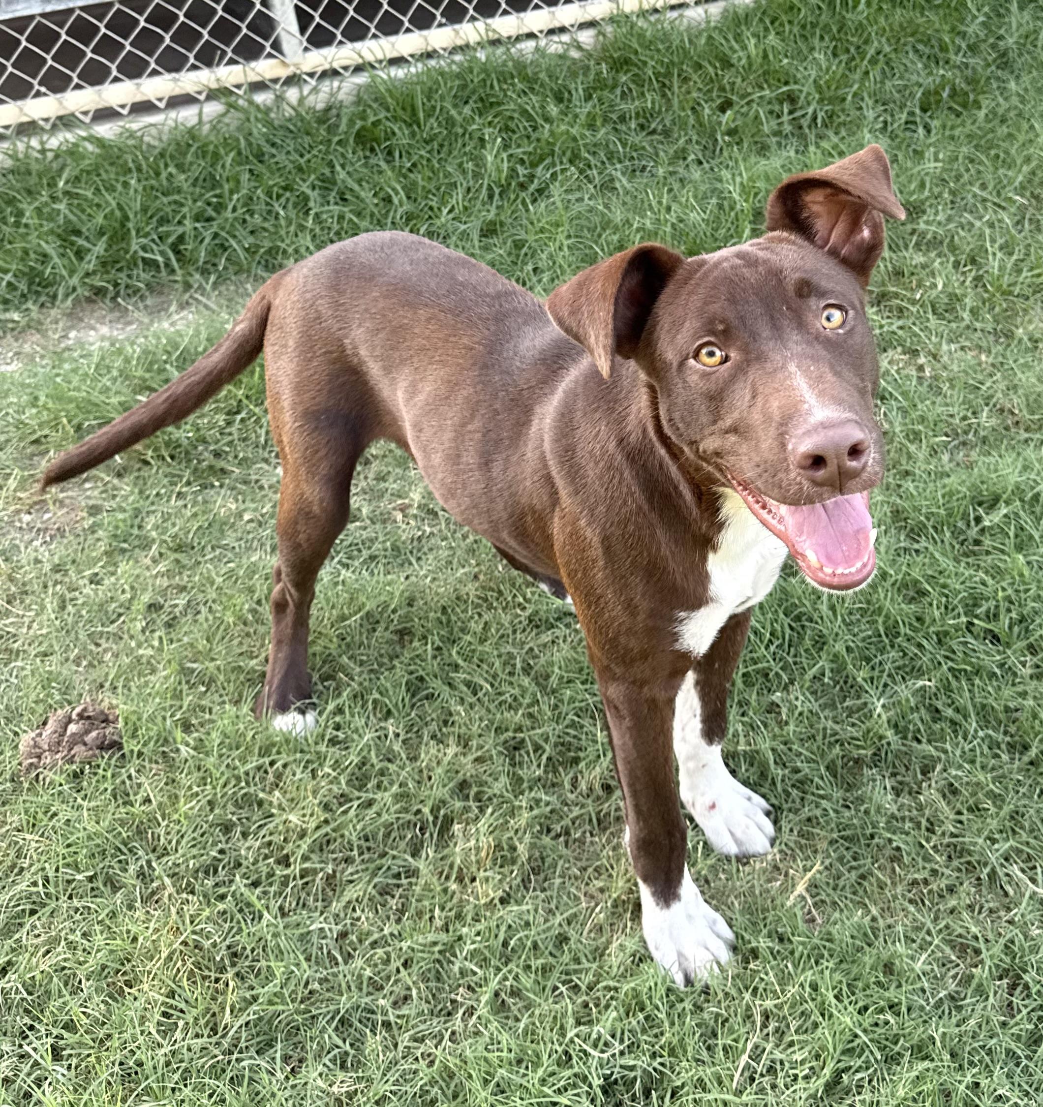 Enlarge George, a Adoptable mixed breed in Bloomsburg, PA image 1/4
