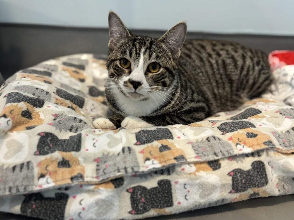 Gobbler, Adoptable, Kitten Male Domestic Short Hair.