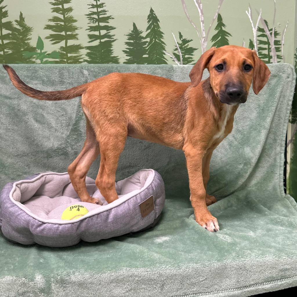 Fez, Adoptable, Puppy Male Doberman Pinscher.