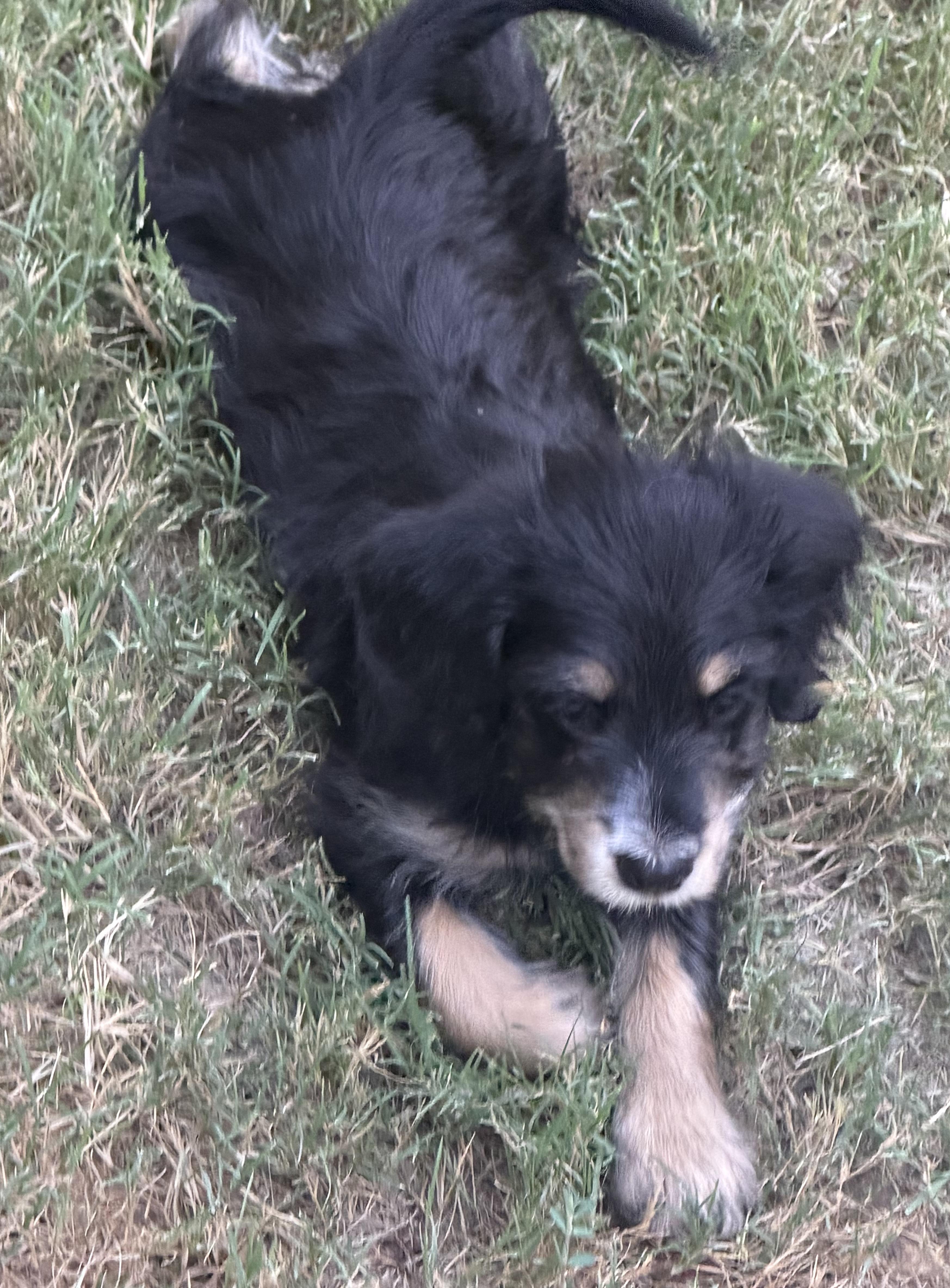 Enlarge Duke, a ADOPTABLE mixed breed in Dallas, TX image 4/5