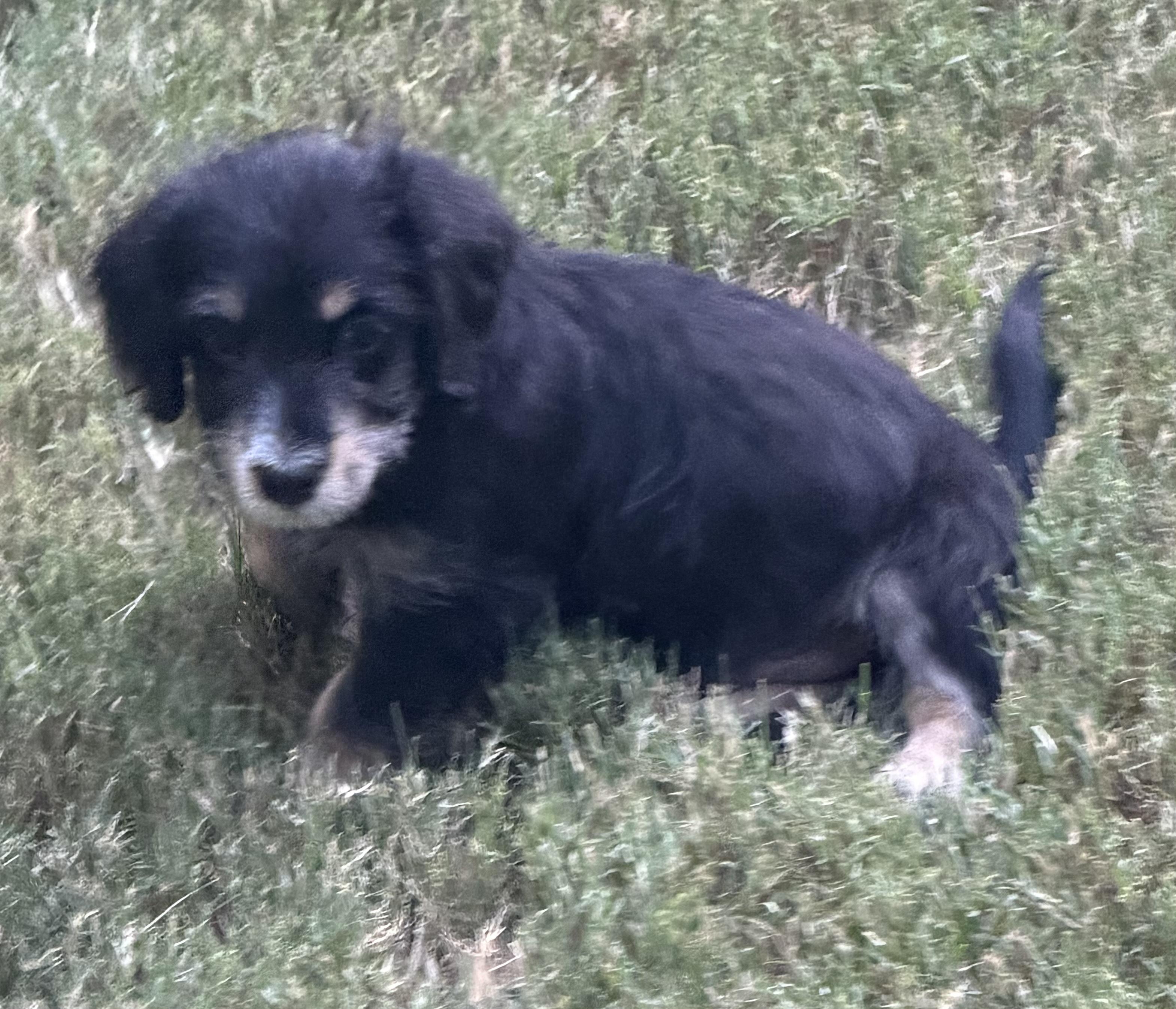 Enlarge Duke, a ADOPTABLE mixed breed in Dallas, TX image 5/5