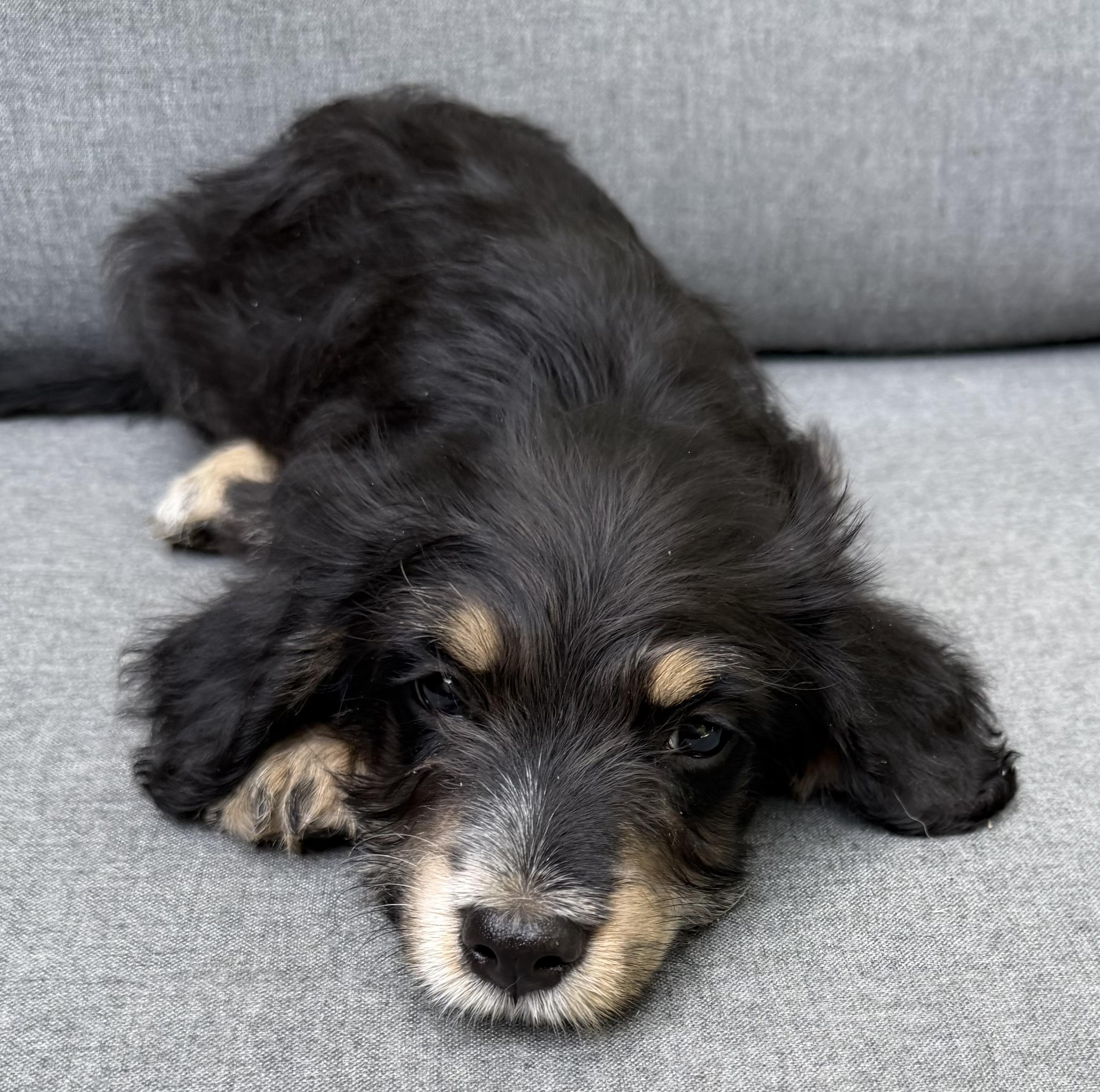 Enlarge Duke, a ADOPTABLE mixed breed in Dallas, TX image 3/5