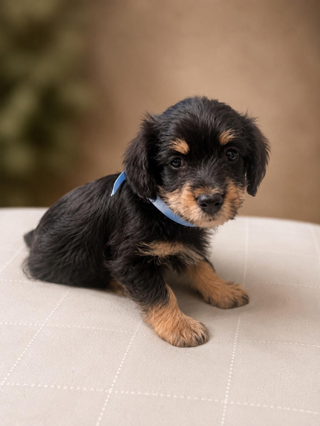 Duke, ADOPTABLE, Puppy Male Maltipoo & Fox Terrier.