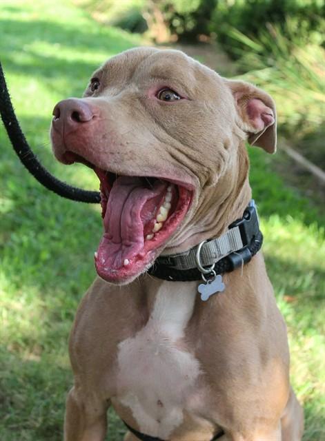 Enlarge ZYLA, a Adoptable Pit Bull Terrier in Sacramento, CA image 1/1