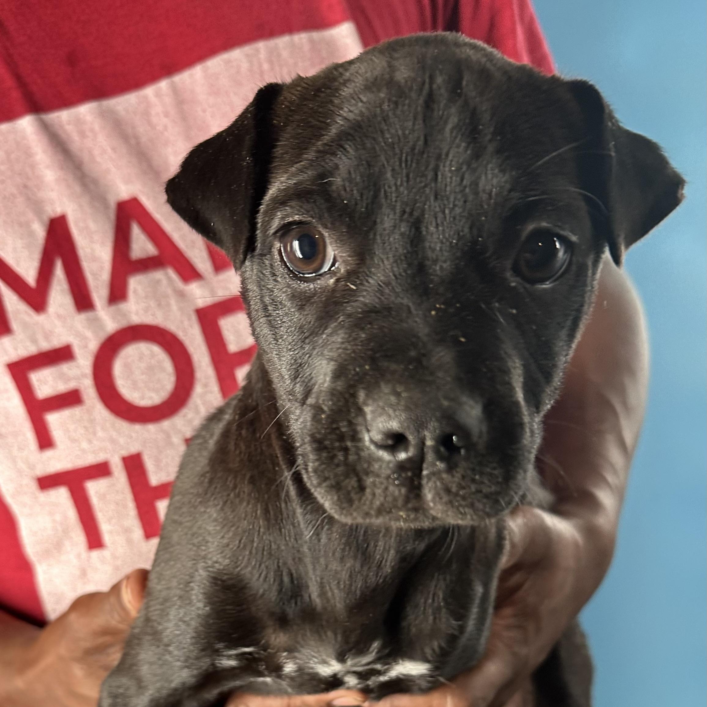 Dottie - Local April 10-12, ADOPTABLE, Puppy Female Shar-Pei.