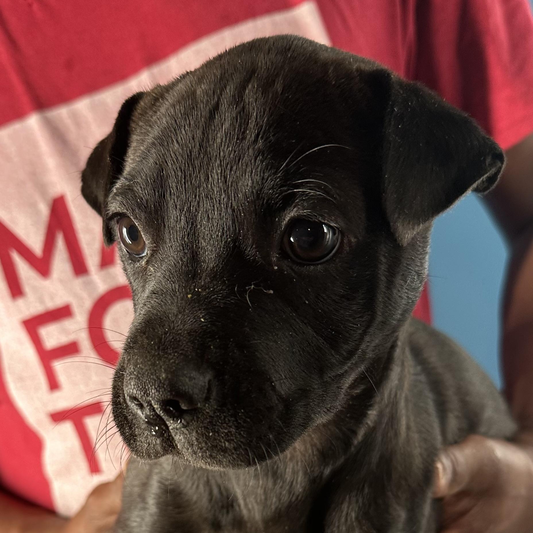 Enlarge Dottie - Local April 10-12, a ADOPTABLE mixed breed in North Smithfield, RI image 2/6