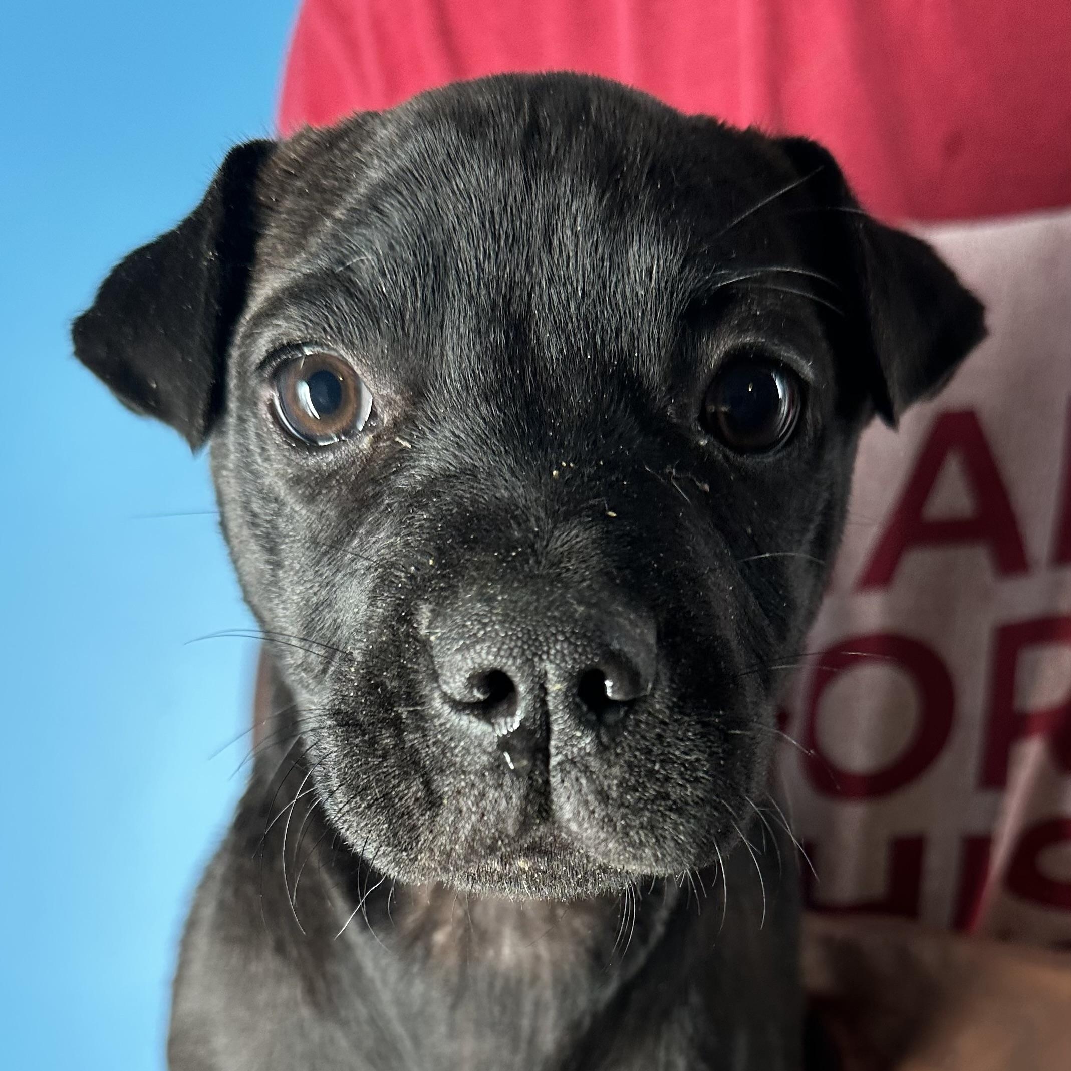 Enlarge Dottie - Local April 10-12, a ADOPTABLE mixed breed in North Smithfield, RI image 6/6